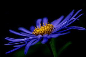 Aster