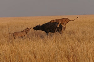 AUF DER JAGD AUF DER JAGD