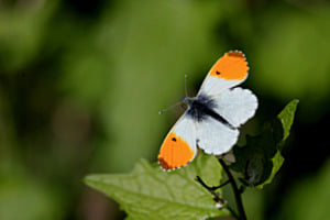 Papillon - Aurore -