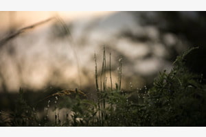 Pflanzen mit Wassertropfen in der Morgendämmerung
