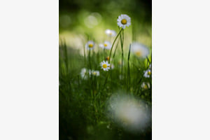 Fairy Daisies