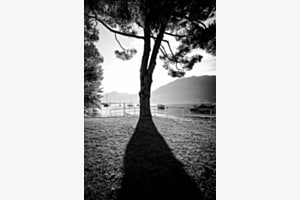 Baum