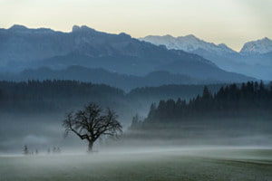 der Baum