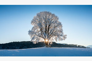 Frostiger Baum im Gegenlicht