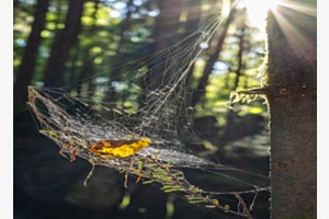 Sicherheitsnetz