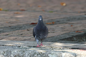Die Taube