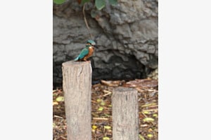 Eisvogel chillt auf dem oberen Mast, der andere Mast schaut zu
