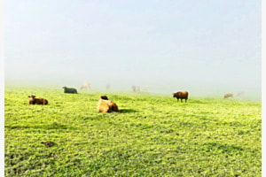 Weide auf dem Berg