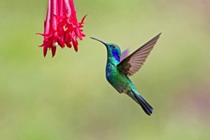 Bergveilchenohrkolibri Bergveilchenohrkolibri