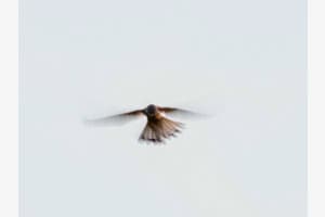 Turmfalke im Rüttelflug