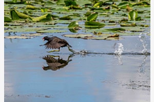 Wasserläufer Wasserläufer