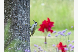 Grünspecht im Sommer