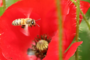 Biene im Anflug