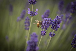 Honey in production
