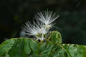 Exotische Blüten
