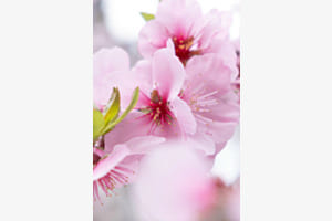 Pretty in Pink