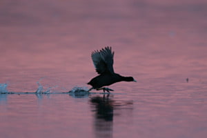 Flugverkehr bei Morgengrauen: Blässhuhn