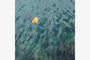 Blatt im See