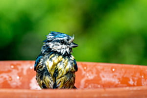 Blaumeise beim Baden