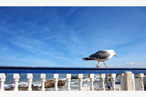Bleu equilibre
