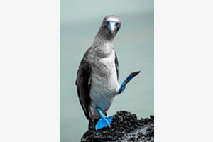 Blue Footed Booby High Five