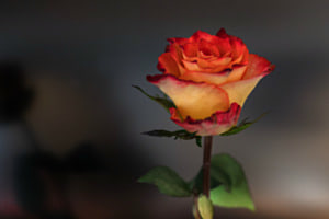 Blume