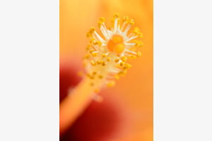 Staubblatt einer Blüte