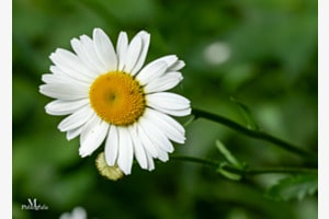 Garten-Margerite