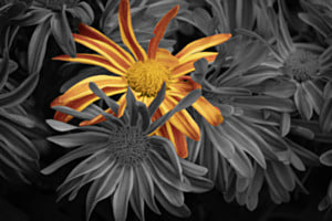 Blume