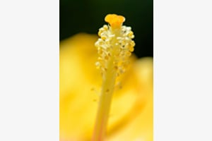 Staubblatt einer Blüte