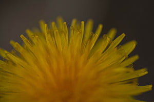 Sonnenblume