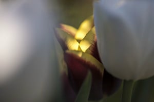 Erleuchtet
