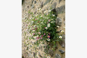 Mauerblümchen 