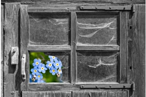Blumenfenster