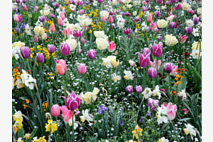 Blumenwiese