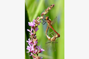 Blutrote Heidelibelle