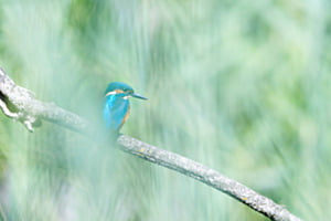 Eisvogel
