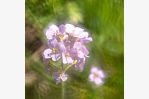 Wiesenschaumkraut