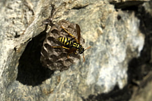 Wespe