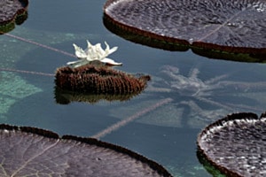 Wasserpflanze