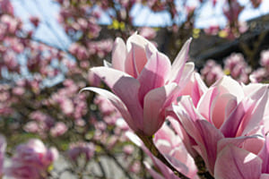Magnolien 