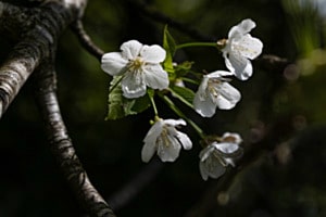 Apfelblüte
