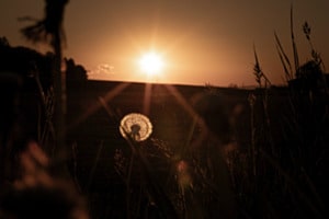 pusteblume 
