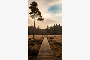 Hochmoor