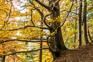 Der Baum