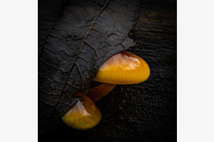 Der Wald im Pilz