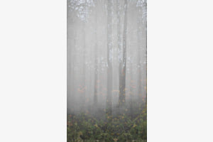 Im Wald 