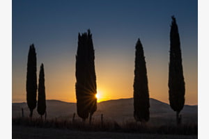 Zypressen bei Sonnenaufgang