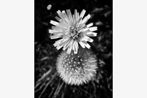 Pusteblume