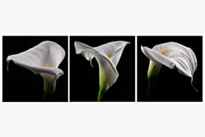 Calla Triptychon